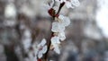 One cherry branch blooming on tree. White flowers swaying on trees. Royalty Free Stock Photo