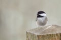 Chickadee perched on a wooden post.