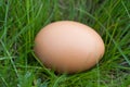 One chicken egg lying in a green grass Royalty Free Stock Photo
