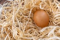 One chicken egg in the nest. Natural chicken egg. Fresh brown egg in a straw nest. Royalty Free Stock Photo