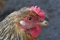 One chicken head with red comb and brown and black feathers Royalty Free Stock Photo