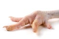 One chicken paw isolated on white background Royalty Free Stock Photo