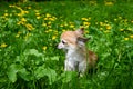 One  Chihuahua dog is sitting on a green meadow Royalty Free Stock Photo