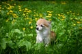 One  Chihuahua dog is sitting on a meadow Royalty Free Stock Photo