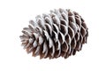 one Christmas tree cone sprinkled with white snow on a white isolated background