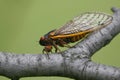 One Cicada Perched on a Grey Branch - 13 year 17 year - Magicicada Royalty Free Stock Photo