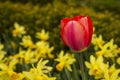 One close up pink tulip with yellow flowers background Royalty Free Stock Photo