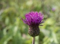 One close up purple field thistle closeup on green bokeh background Floral green-violet background. Pink thorny thistle Royalty Free Stock Photo