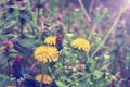 One closed and several open flowering dandelions growing among green plants on a blurred background with fabulous lilac filter