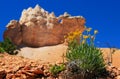 Bryce Canyon hoodoo backgrounds with Packera cana flower or Woolly groundsel flower bush