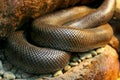 Coastal Rosy Boa Royalty Free Stock Photo