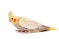 One cockatiel parakeet baby Royalty Free Stock Photo