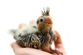 One cockatiel parakeet baby Royalty Free Stock Photo