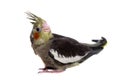 One cockatiel parakeet baby Royalty Free Stock Photo