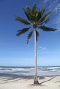 One coconut tree white sand beach blue sky beautiful nature relax summer vacation at thailand Royalty Free Stock Photo