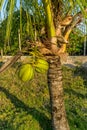 Beautiful coconuts, photographed in the backyard of a farm in a rural region.