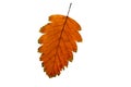 One colorful autumn orange leaf close up on white isolated background Royalty Free Stock Photo