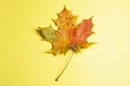 One colorful autumn orange and red natural maple leaf isolated on white background. Top view. Royalty Free Stock Photo