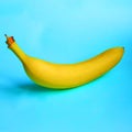 One Colorful banana lying on blue background