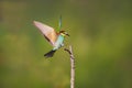 one colorful bee-eater (Merops apiaster) landing on a branch Royalty Free Stock Photo