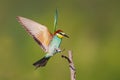 one colorful bee-eater (Merops apiaster) landing on a branch Royalty Free Stock Photo
