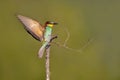 one colorful bee-eater (Merops apiaster) landing on a branch Royalty Free Stock Photo