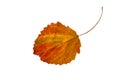 One colorful bright autumn aspen leaf on white isolated background Royalty Free Stock Photo