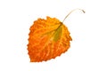 One colorful bright autumn aspen leaf on white isolated background Royalty Free Stock Photo