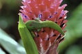 Shy gold dust gecko hiding in a large red ginger bloom. Royalty Free Stock Photo
