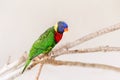 One colorful little lorikeet parrot sitting on a tree branch and looking in camera. Beautiful wild tropical animal bird. Beauty of Royalty Free Stock Photo