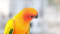 One Colorful love bird headshot and flying away