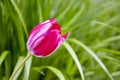 One colorful pink Tulip on background of green grass. Blooming in garden in spring, springtime.Copy space for text. Close-up Royalty Free Stock Photo