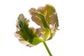 One colorful pink yellow green parrot tulip  on white isolated background Royalty Free Stock Photo