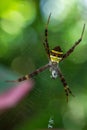 St Andrews Cross Spiders