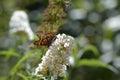 One Comma     Polygonia c-album  , butterfly on white summer lilac in nature Royalty Free Stock Photo