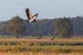 one common crane (grus grus) in flight over agricultural field Royalty Free Stock Photo