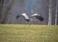 One Common Crane taking off Royalty Free Stock Photo