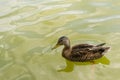 One common duck swimming on water - copy space Royalty Free Stock Photo