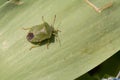 One common green shield bug, shieldbug, Palomena prasina or stink bug resting on a green leaf, close-up view from above Royalty Free Stock Photo