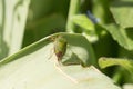 One common green shieldbug, shield bug, Palomena prasina or stink bug sitting on green foliage in spring, close-up, Shropshire, UK Royalty Free Stock Photo