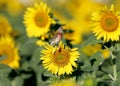 One common linnet Linaria cannabina sits on a sunflower head Royalty Free Stock Photo