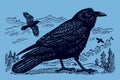 One common raven corvus corax sitting on a rock in a mountain landscape, two others flying, on a blue-grey background