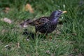 Common starling european starlingSturnus vulgaris on grasses in Lausanne, Switzerland.