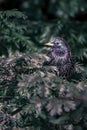 Common starling european starlingSturnus vulgaris perching on trees in Lausanne, Switzerland.