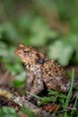 One common toad in the forest outdoors at night. Bufo bufo in Switzerland Royalty Free Stock Photo