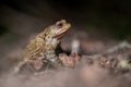 One common toad in the forest outdoors at night. Bufo bufo in Switzerland Royalty Free Stock Photo
