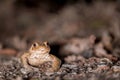 One common toad in the forest outdoors at night. Bufo bufo in Switzerland Royalty Free Stock Photo