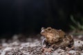 One common toad in the forest outdoors at night. Bufo bufo in Switzerland Royalty Free Stock Photo