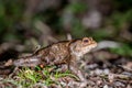 One common toad in the forest outdoors at night. Bufo bufo in Switzerland Royalty Free Stock Photo