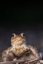 One common toad in the forest outdoors at night. Bufo bufo in Switzerland Royalty Free Stock Photo